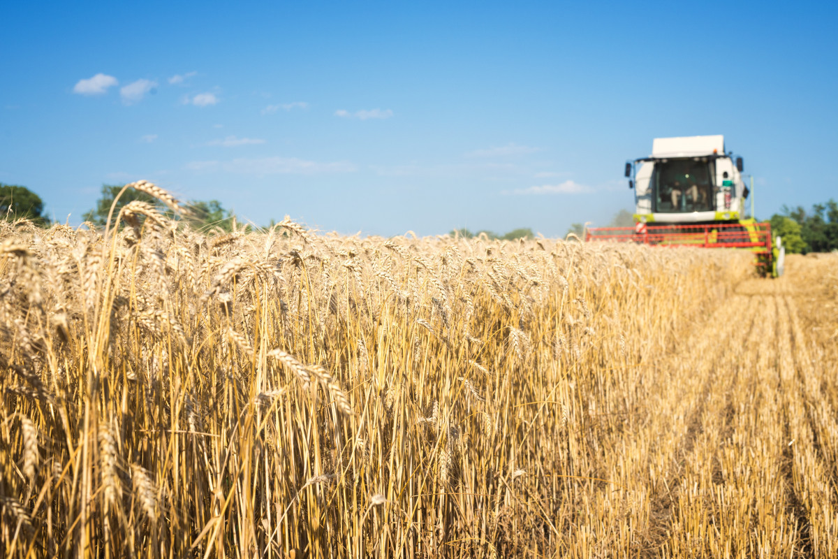 В Азербайджане определена госзакупочная цена на пшеницу