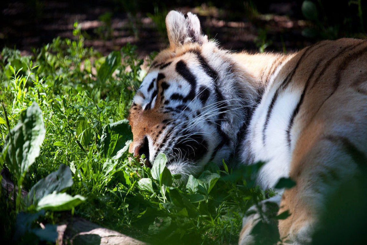 Спасенную в Приморье амурскую тигрицу отправят в Московский зоопарк