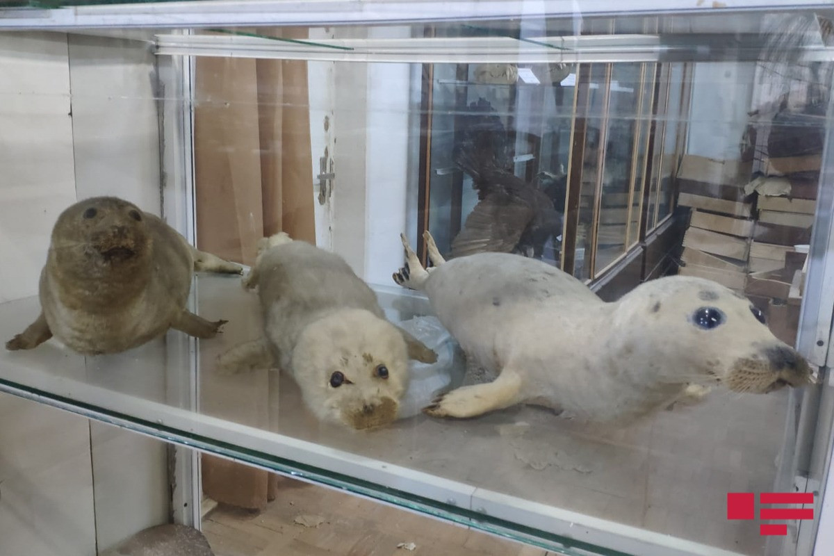 Тариэль Эйбатов: Китайцы могут истребить каспийских тюленей-ФОТО 