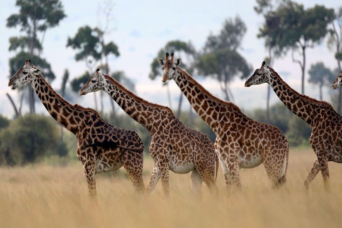 Странная китайская окаменелость позволила разгадать тайну эволюции шеи жирафа