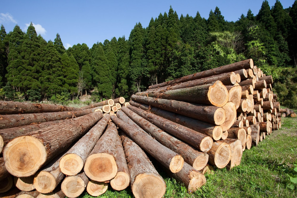 Из России в Азербайджан пытались незаконно ввезти лесоматериалы