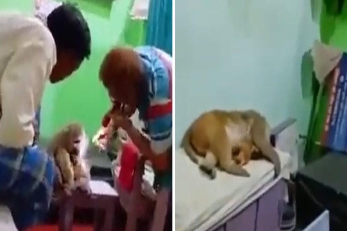Раненая обезьяна самостоятельно обратилась в больницу за медицинской помощью-ВИДЕО 