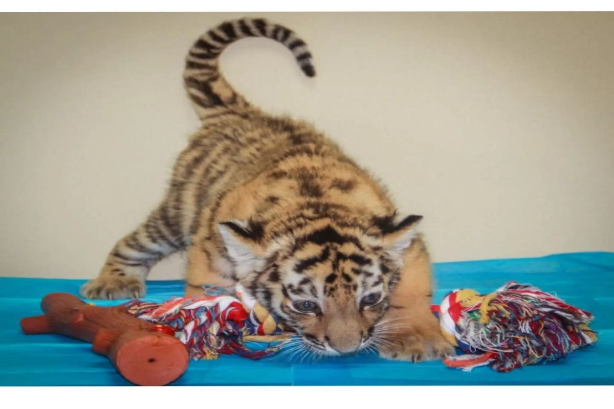 В Бакинском зоопарке родился тигренок-ФОТО 