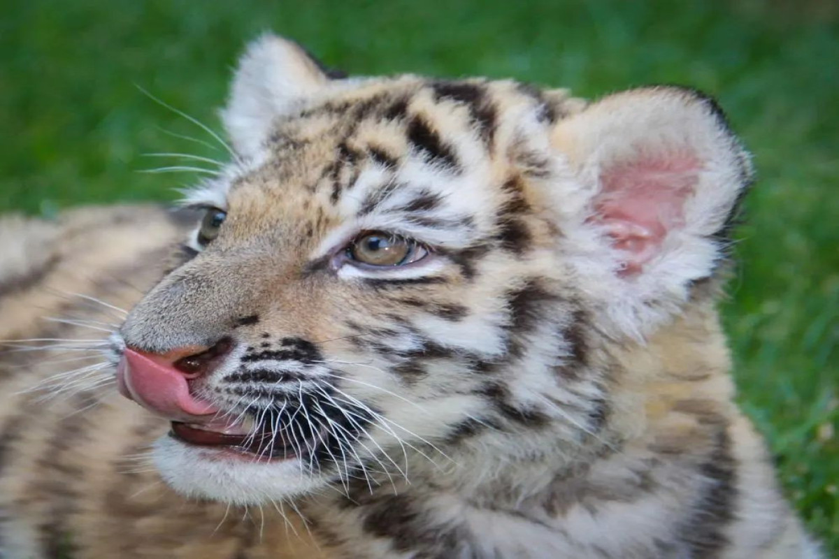В Бакинском зоопарке родился тигренок-ФОТО 