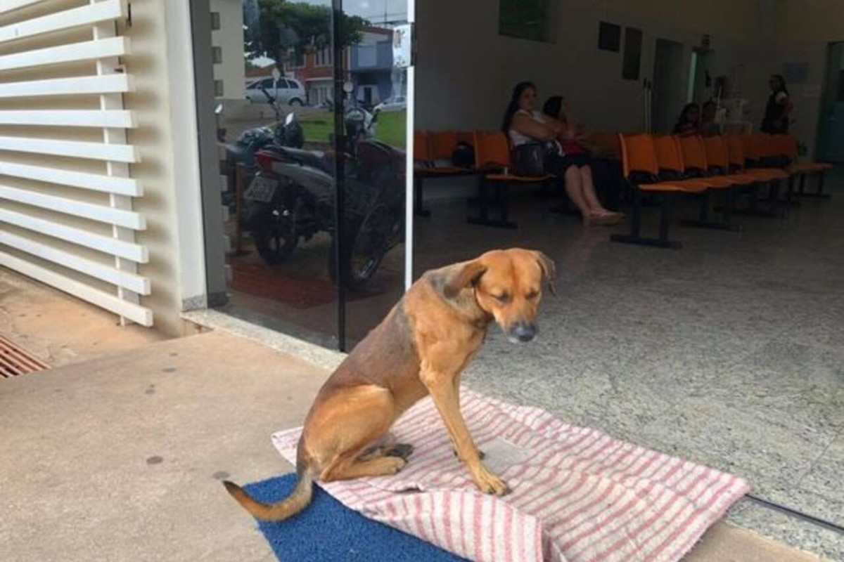 В Сан-Паулу собака четыре месяца прождала умершего хозяина у больницы