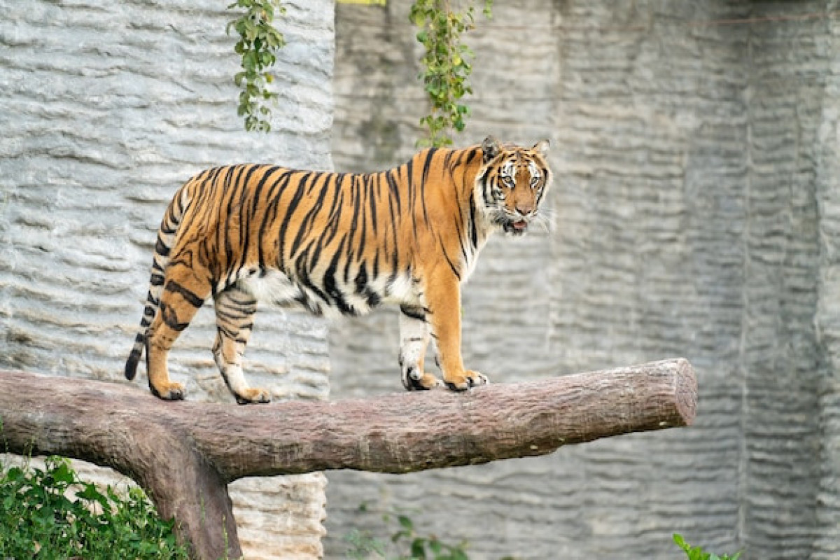 В Мексике смотритель зоопарка умер после нападения тигра-ВИДЕО 