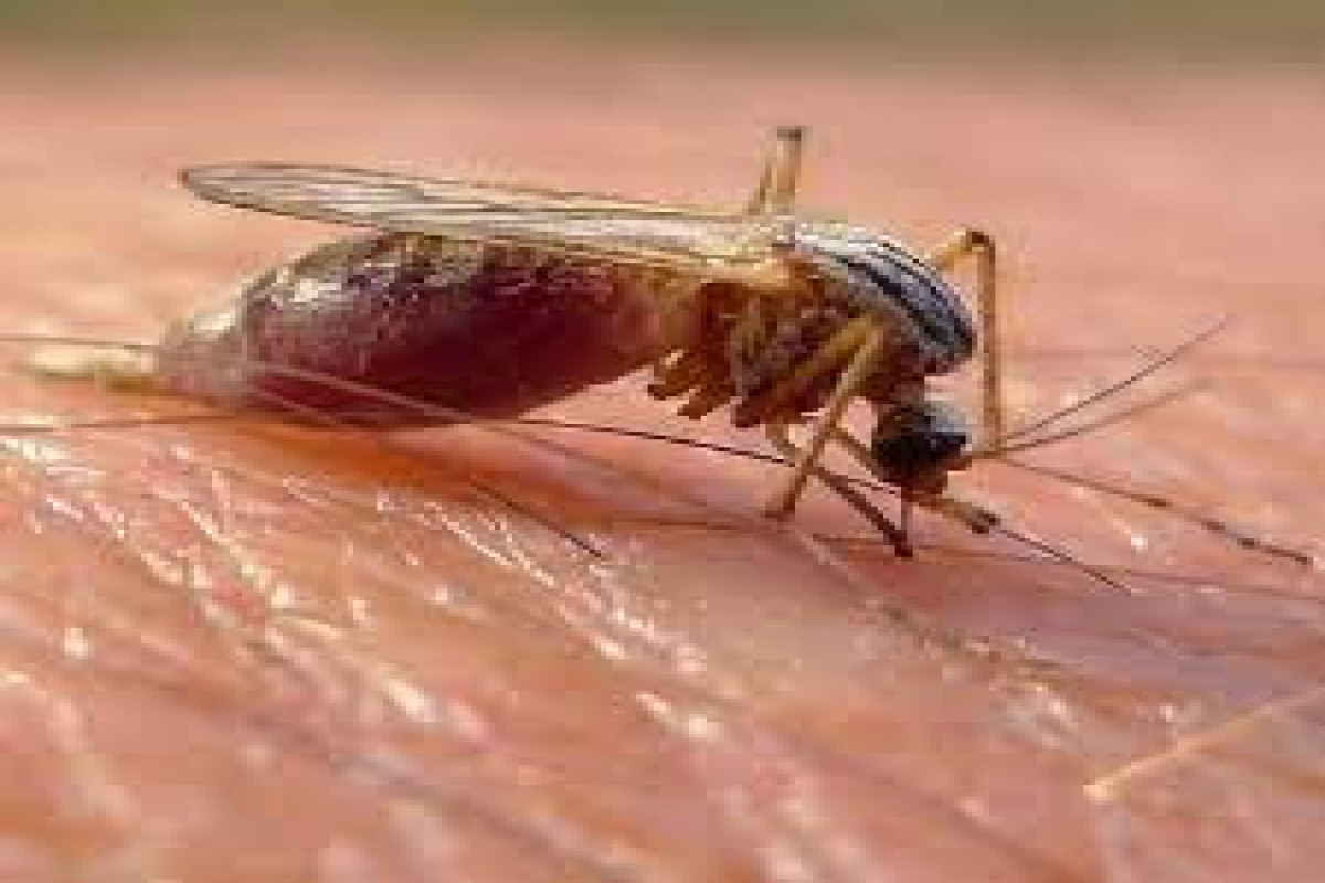 Раскрыт самый привлекательный для комаров тип людей