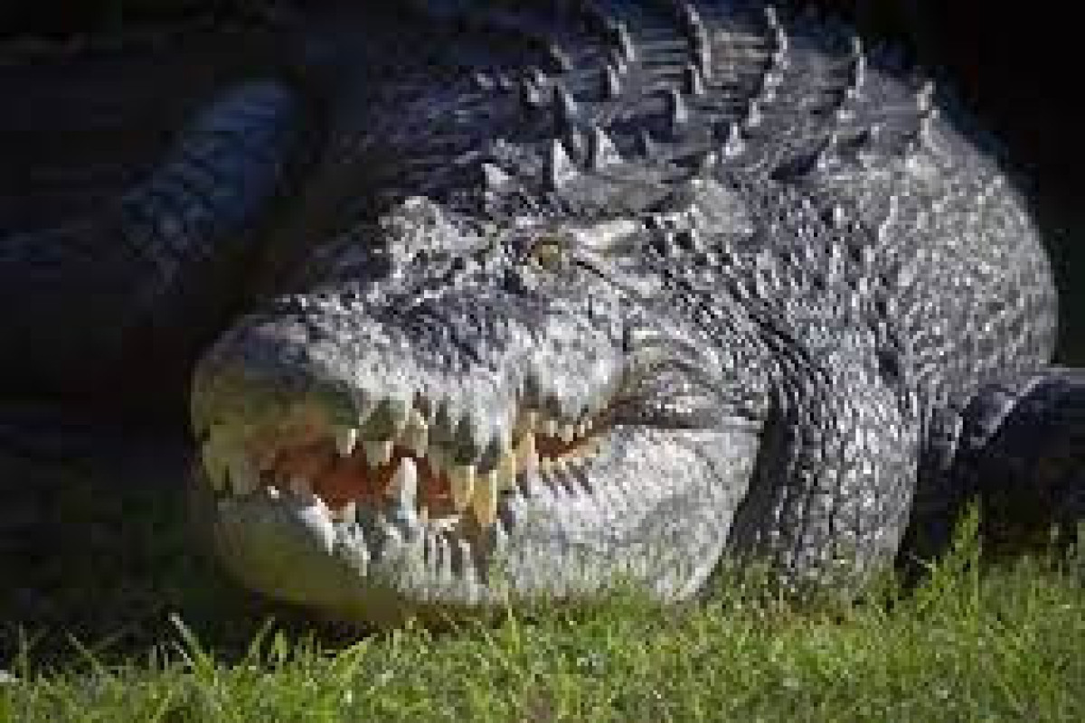 Крокодил набросился на мужчину на глазах у друзей и съел его