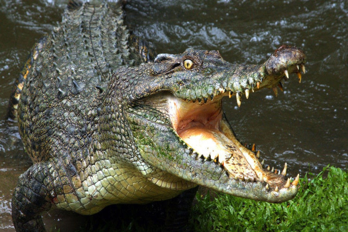Крокодил съел жителя Индонезии на глазах у его друзей