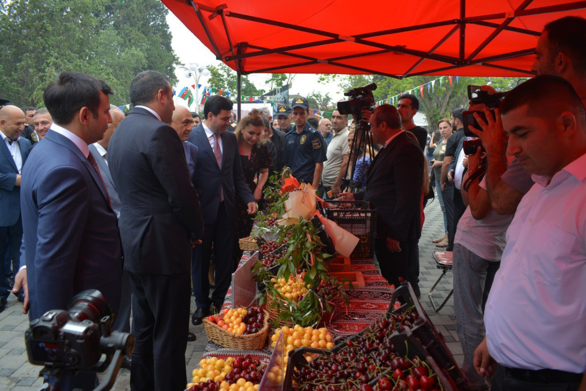 В Азербайджане впервые проведен фестиваль «Вишня и черешня»-ФОТО 