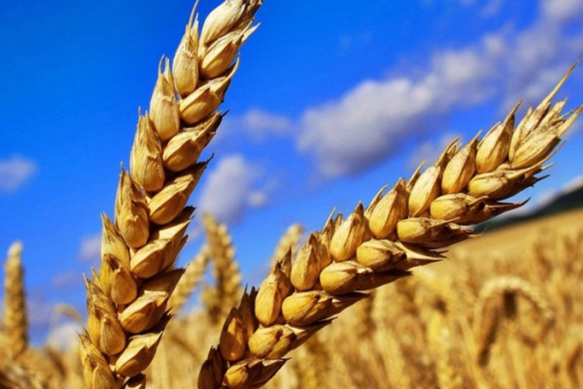 Грузия ввела запрет на экспорт пшеницы
