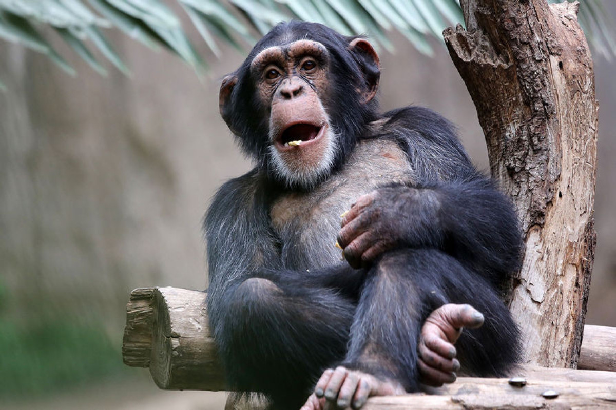 Шимпанзе в Уганде научились рыть колодцы для добычи чистой воды