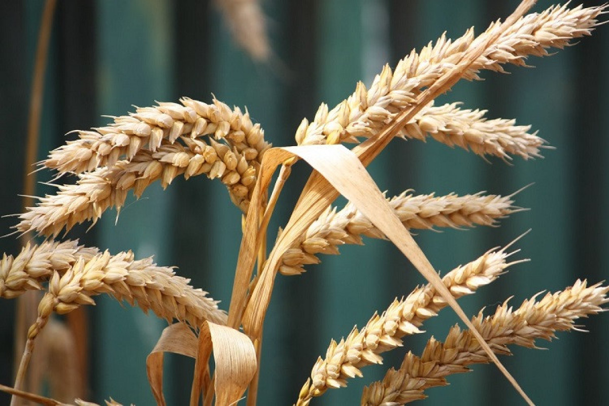 Азербайджан почти в 7 раз повысил импорт пшеницы