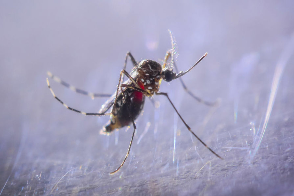 Нейробиологи выяснили, как комары находят людей по запаху