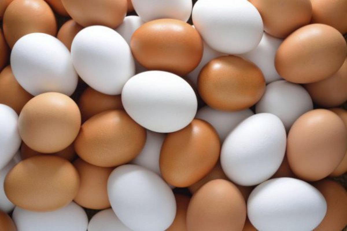 Россия планирует ежегодно закупать у Азербайджана до 8 миллионов куриных яиц