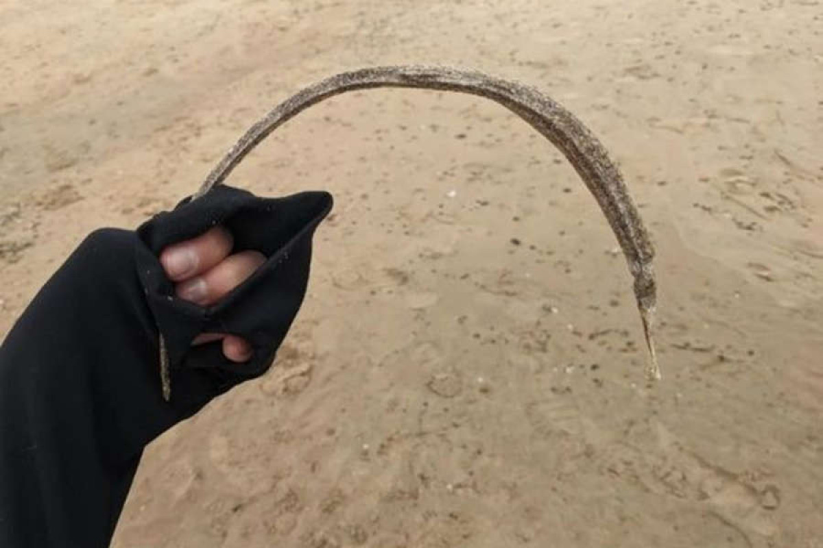 Мужчина нашел на берегу моря существо, удивившее своим видом соцсети-ФОТО 