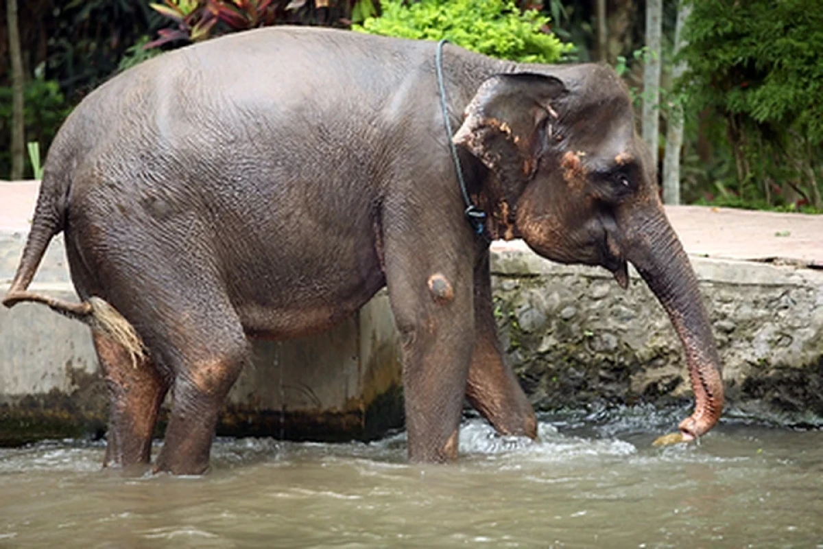 Слон позвал на помощь к тонущей антилопе сотрудников зоопарка в Гватемале -ВИДЕО 