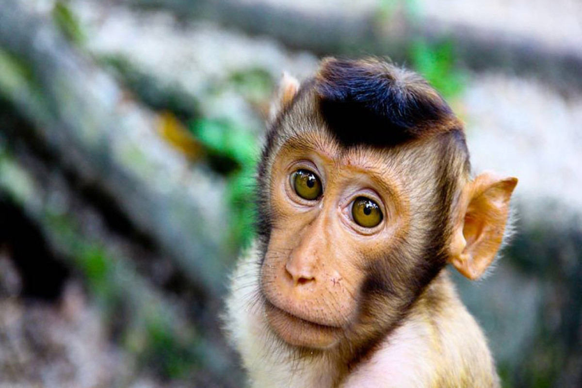В Мадриде объявили санитарную тревогу из-за вспышки обезьяньей оспы