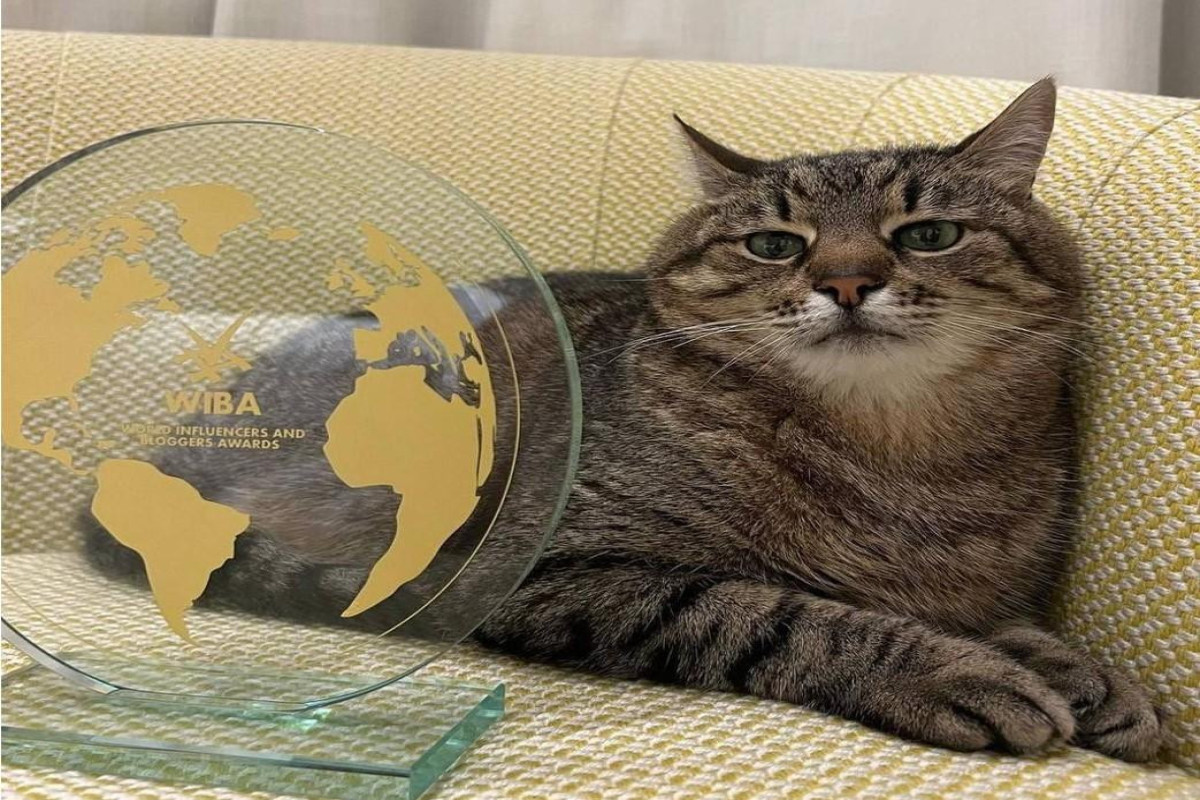 Популярный кот-блогер из Харькова получил в Каннах престижную награду-ФОТО 