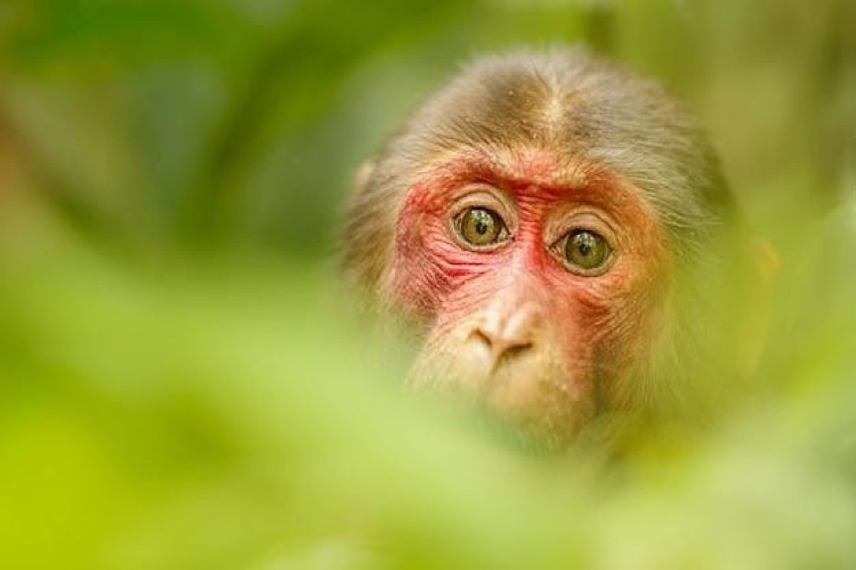 Иммунолог назвал настораживающую особенность вспышки оспы обезьян