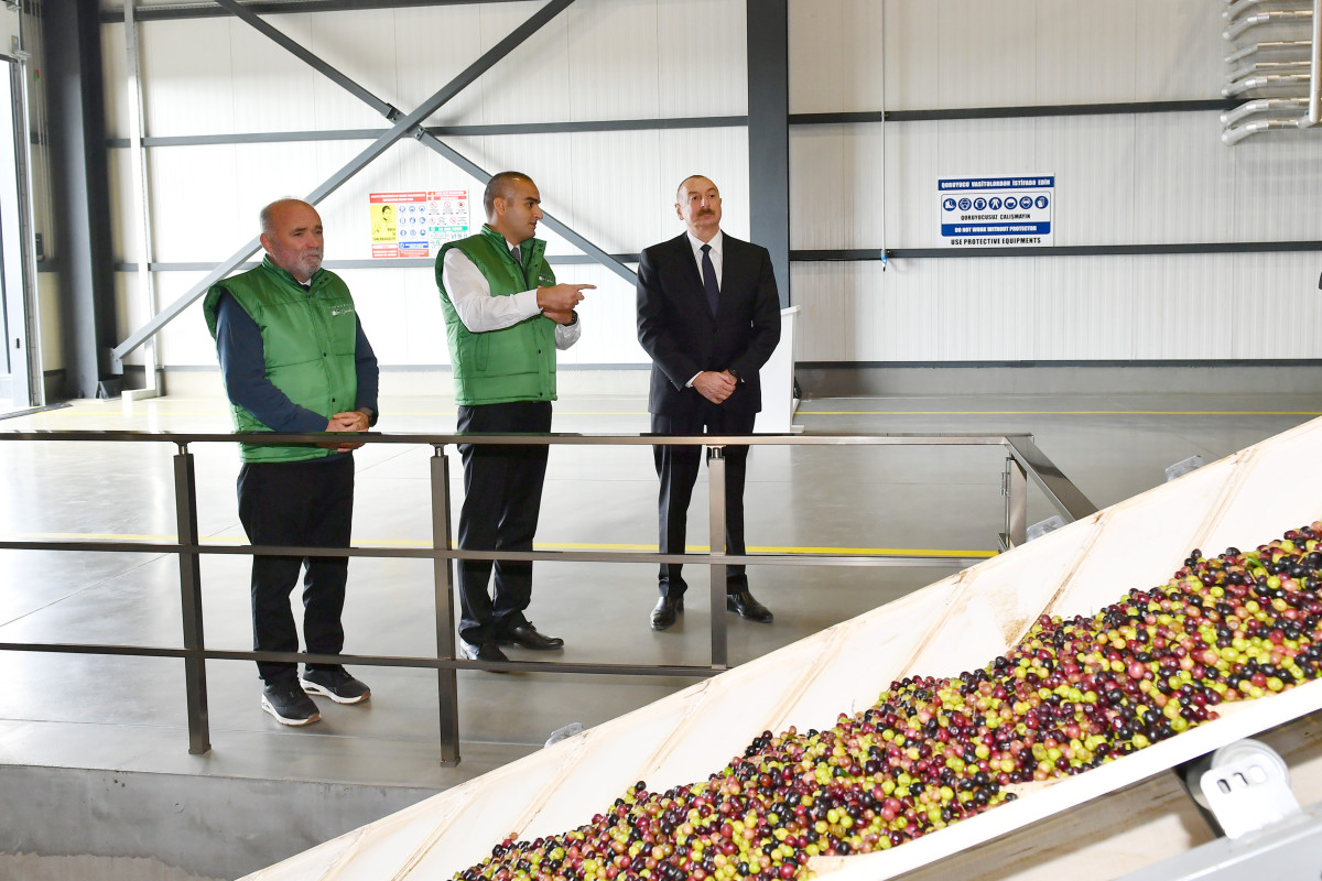 Ильхам Алиев принял участие в открытии самого большого в регионе завода по переработке оливок-ФОТО 