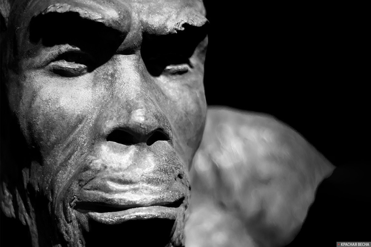Неандертальцы могли вымереть из-за плотоядной диеты - АРХЕОЛОГИ 