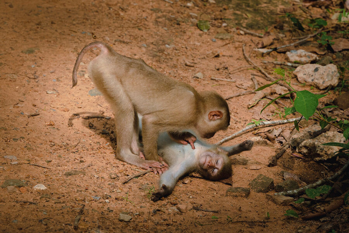 Биологи впервые заметили, как обезьяны хвастаются