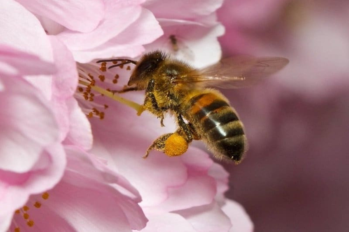Продолжительность жизни медоносных пчел сократилась на 50 процентов