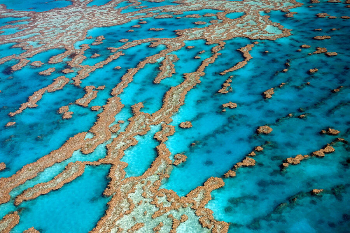 Ученые выяснили, как появился Большой Барьерный риф