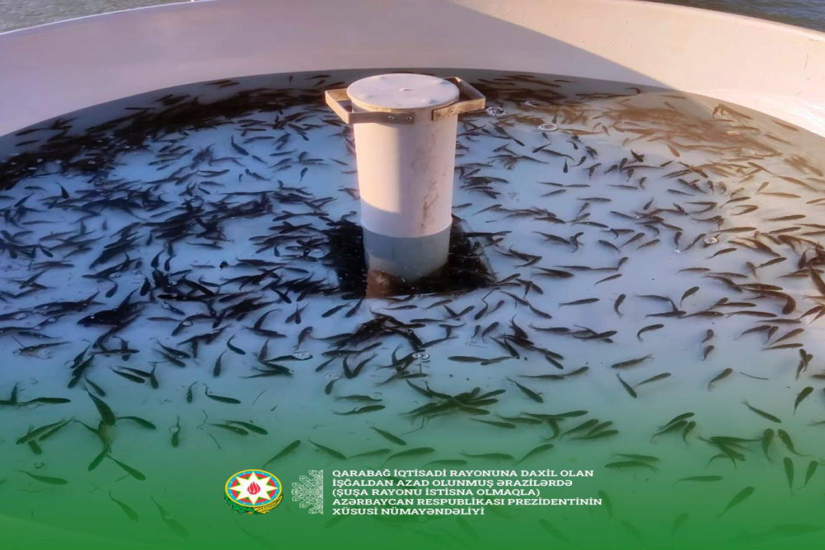В водохранилище в Агдаме выпущено 200 тысяч мальков рыб -ФОТО 