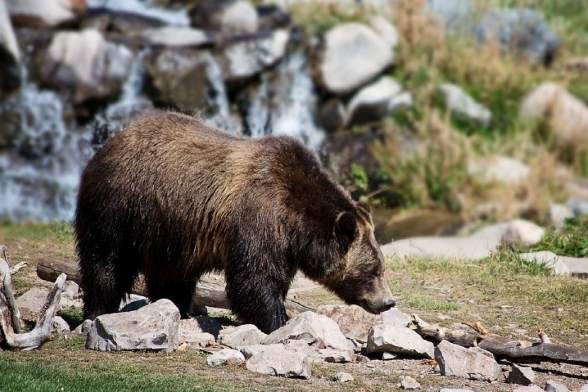 На Камчатке в заповеднике произошла массовая гибель медведей