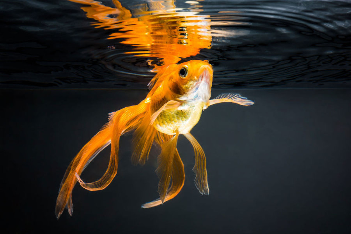Биологи обнаружили у золотых рыбок отличную память