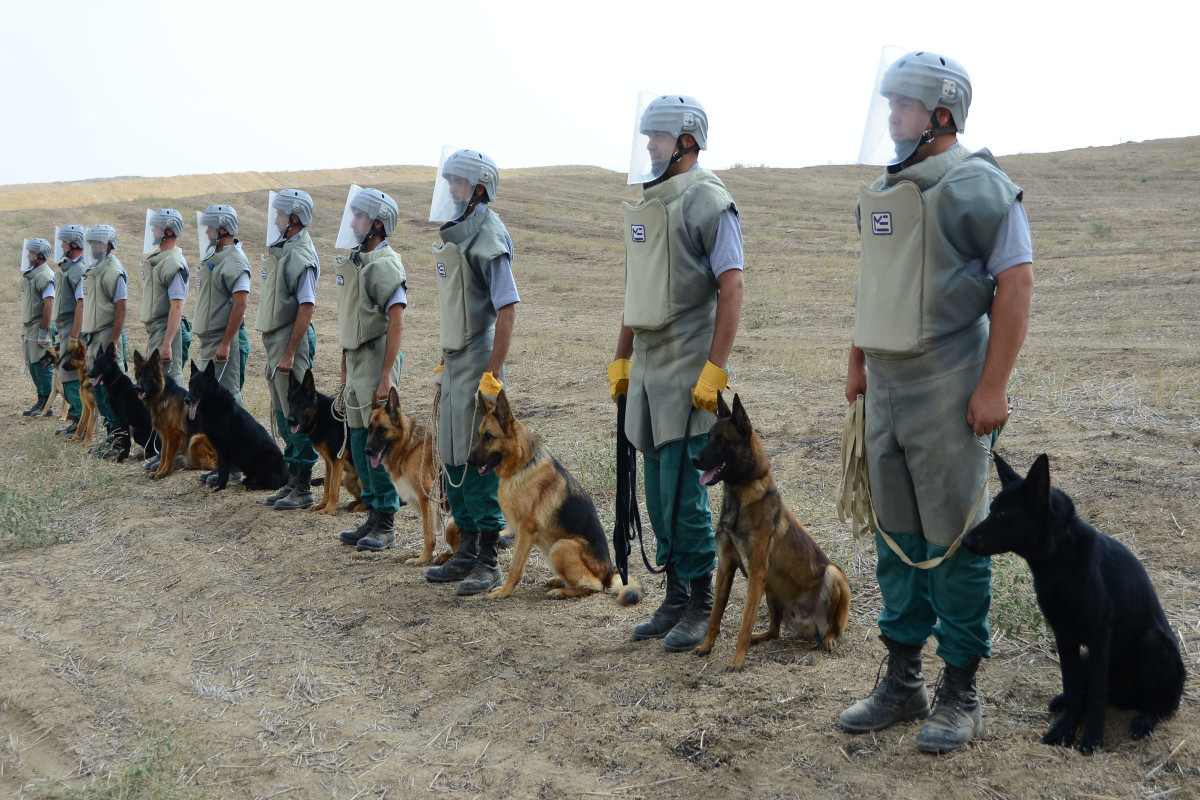 США передадут Азербайджану еще 15 собак-миноискателей