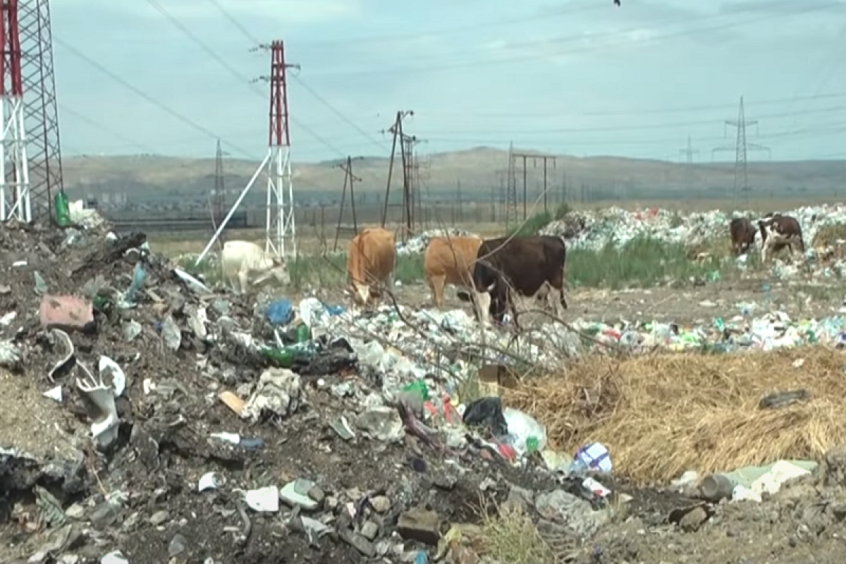 Бытовые отходы города Ширван отравляют жизнь местного населения-ВИДЕО