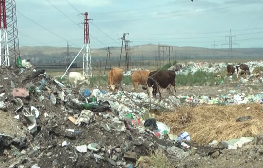 Бытовые отходы города Ширван отравляют жизнь местного населения-ВИДЕО 