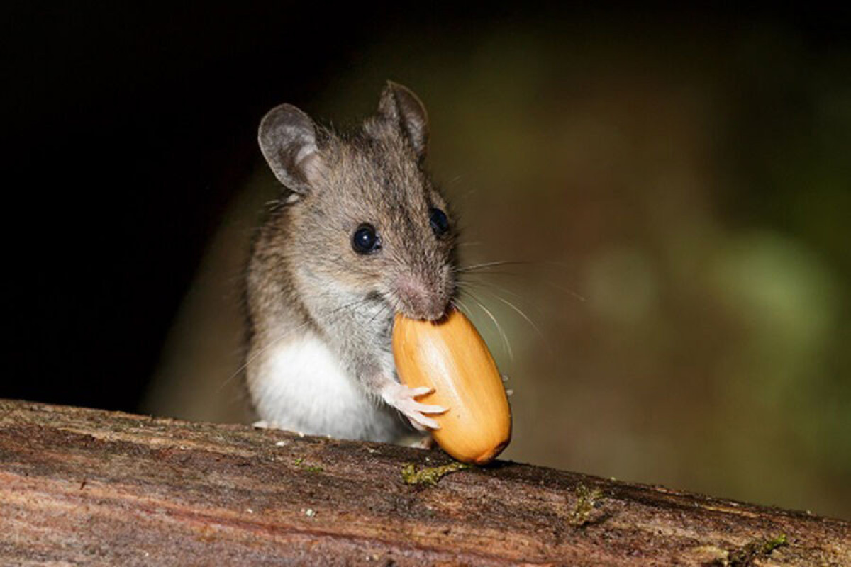 Биологи помогли мышам отказаться от вкусной еды