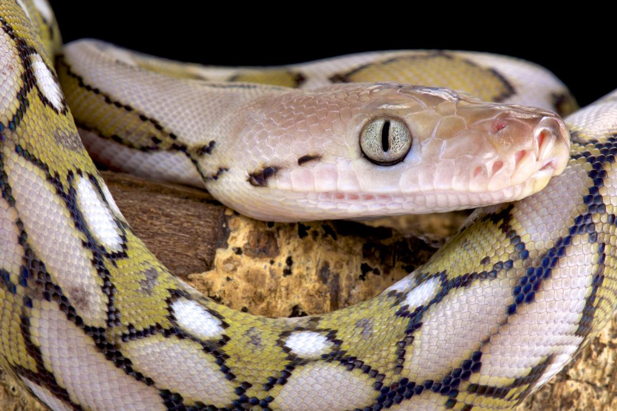 Удав 8 букв. Змея сетчатый питон. Malayopython reticulatus. Сетчатый питон белый. Сетчатый питон (Python reticulatus).