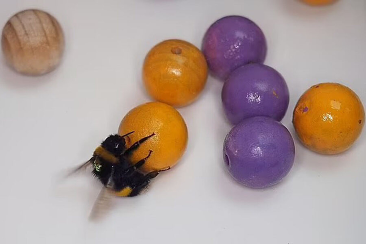 Пчелы любят игры с мячиком больше, чем еду - ИССЛЕДОВАНИЕ  