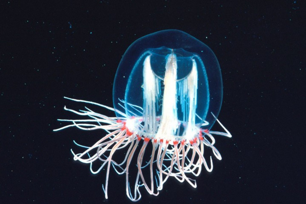 Найден бессмертный вид медуз