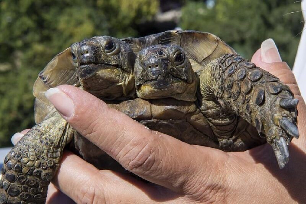 Самая старая в мире двухголовая черепаха отметила 25-летие