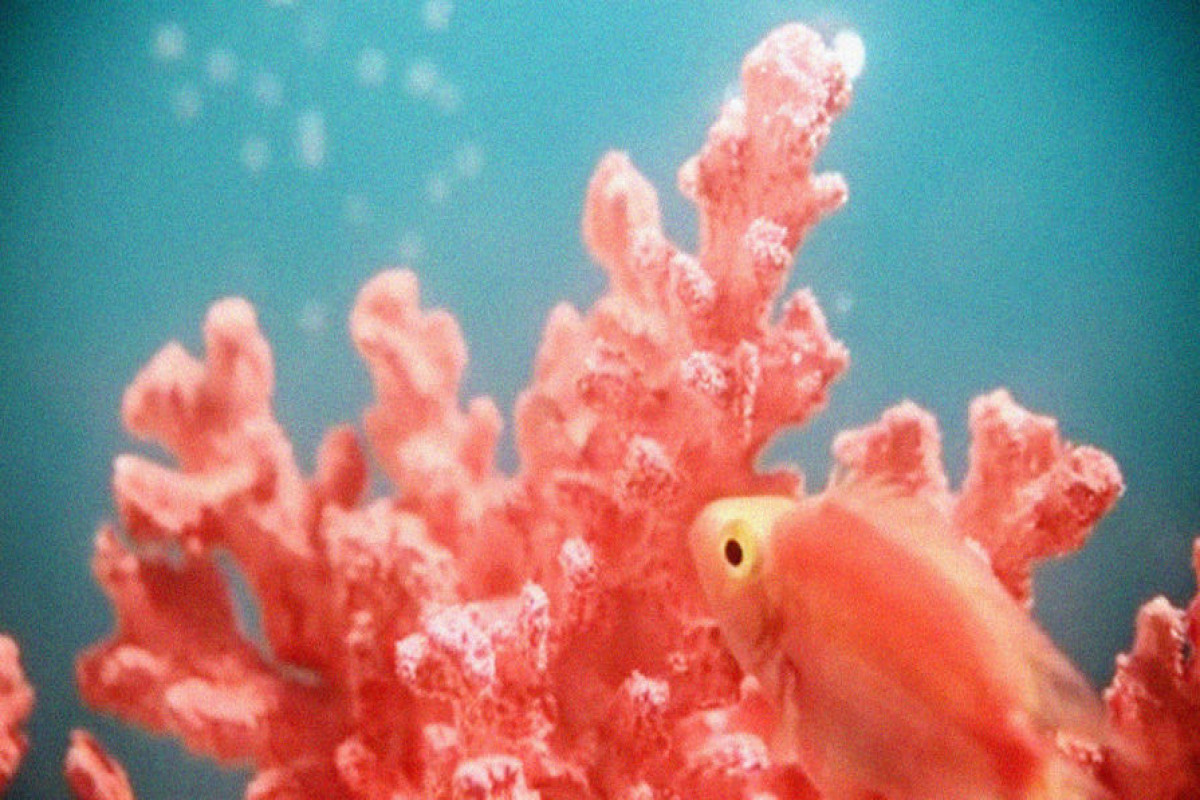Ученые совершили крупный прорыв в спасении карибских кораллов - ИССЛЕДОВАНИЕ 