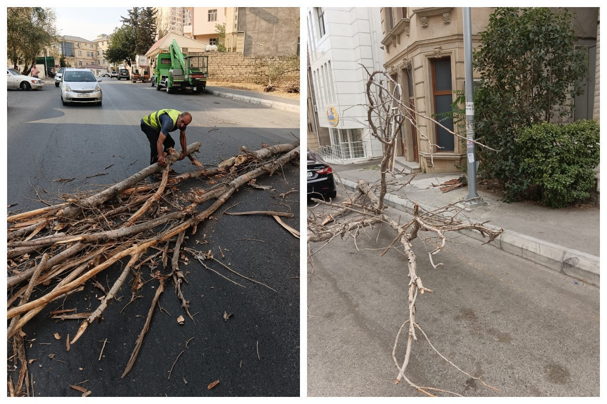 Сильный ветер в Баку повалил деревья-ФОТО 