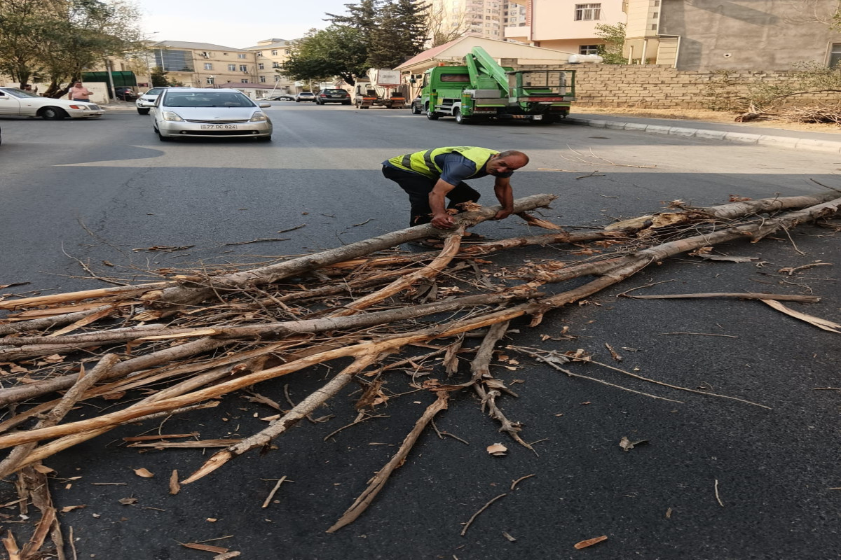 Сильный ветер в Баку повалил деревья-ФОТО 