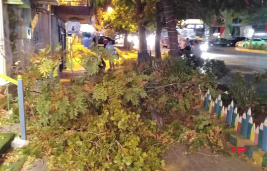 Ураган продолжает валить деревья в Баку-ФОТО 