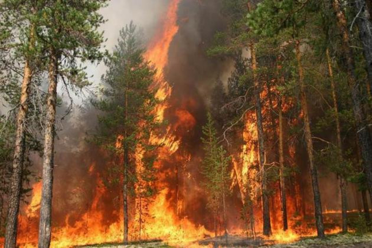 Лесной пожар вспыхнул в Анталье