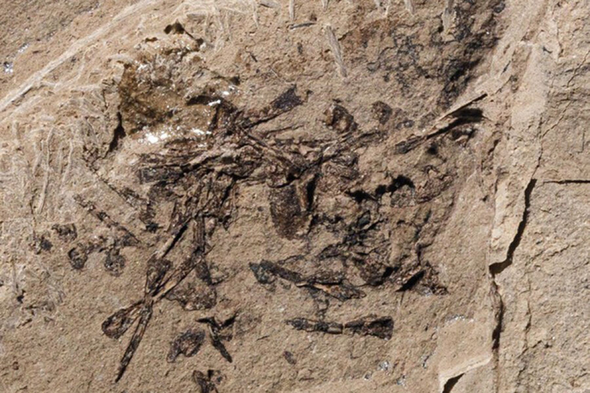 Палеонтологи обнаружили окаменелую рвоту древней рыбы