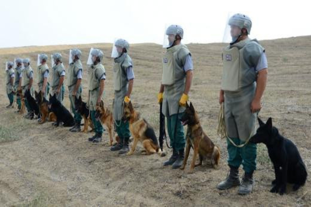 США безвозмездно передадут Азербайджану собак-миноискателей