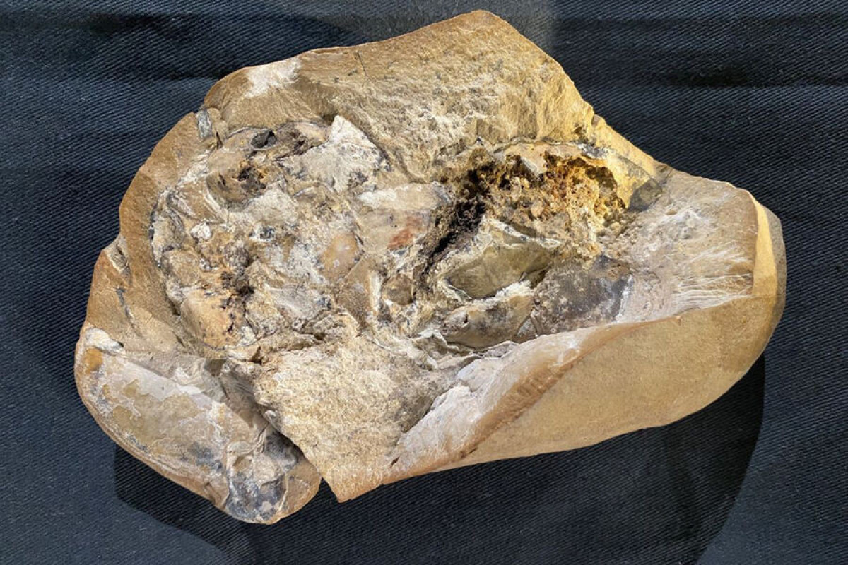 Палеонтологи обнаружили самое древнее сердце на планете