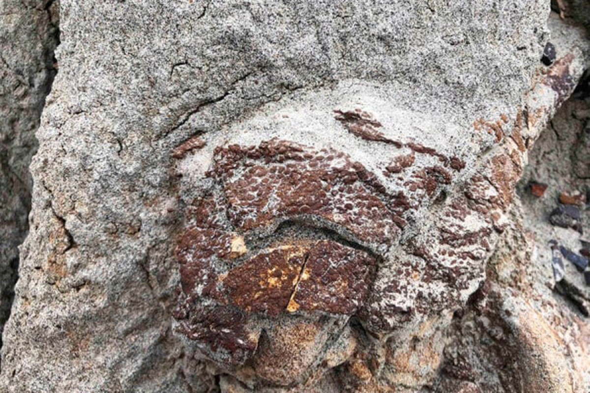 Обнаружена «мумия» динозавра с кожей и сухожилиями - ДЕТАЛИ -ФОТО 