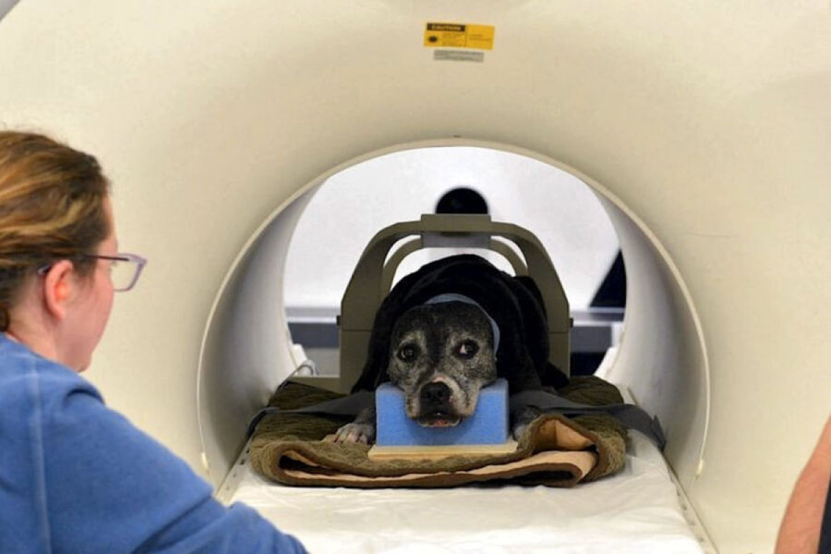 Нейросеть смогла «прочитать» мысли собак с помощью МРТ